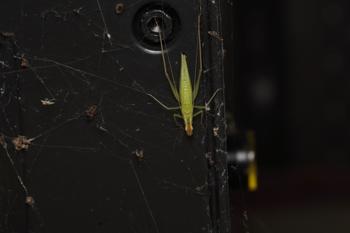 Narrow-winged Tree Cricket