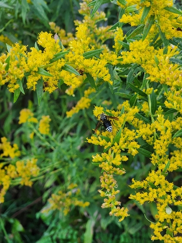 Bald-faced Hornet