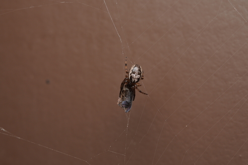 Furrow Orbweaver