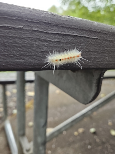 Spotted Tussock Moth