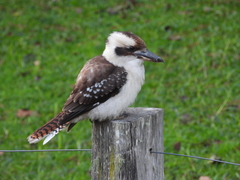 Laughing Kookaburra photo 3