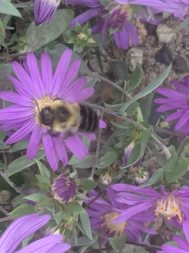 Common Eastern Bumble Bee