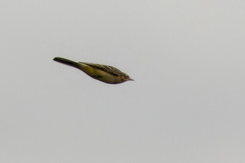 Western Yellow Wagtail