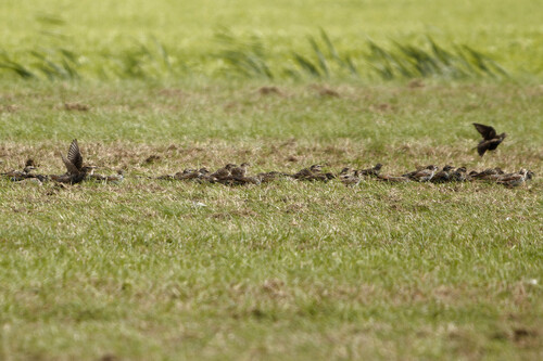 European Starling