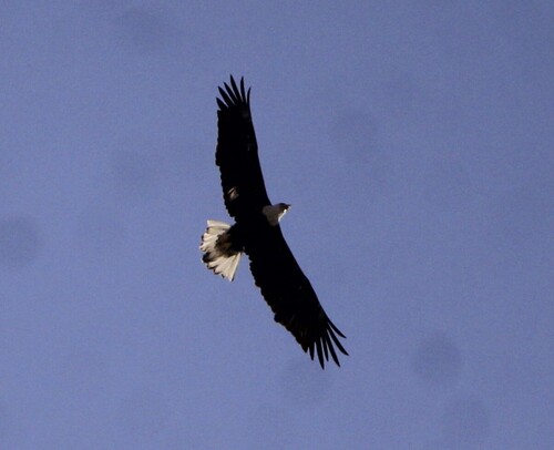 Bald Eagle observed by kaimigues