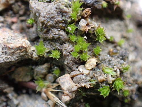 Gemmabryum caespiticium observed 2026-09-13