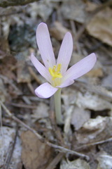Colchicum umbrosum