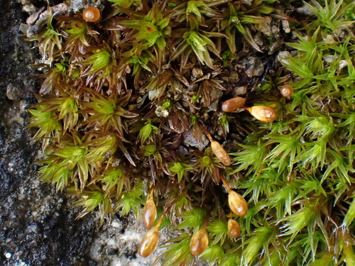 Orthotrichum anomalum observed 2026-09-13