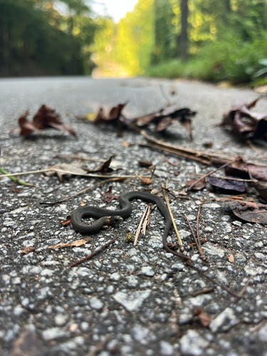 Red-bellied Snake