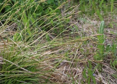 Carex pediformis macroura