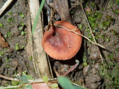 Lactarius eucalypti