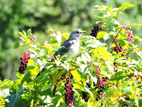 Northern Mockingbird