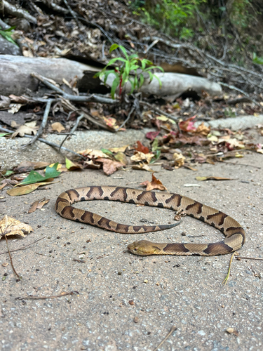 Eastern Copperhead