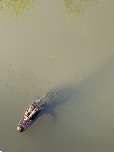 American Alligator observed by ngerlach