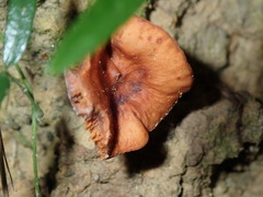 Lactarius eucalypti