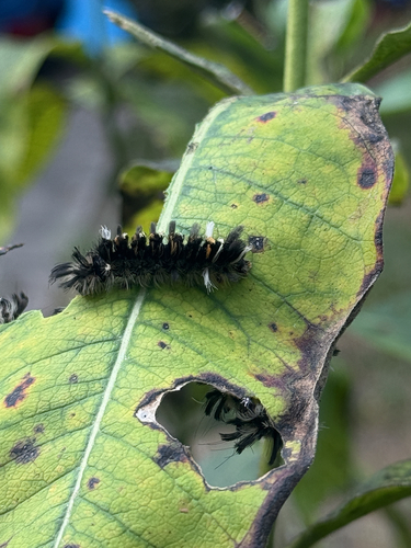 Milkweed Tussock Moth