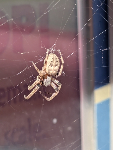 Furrow Orbweaver
