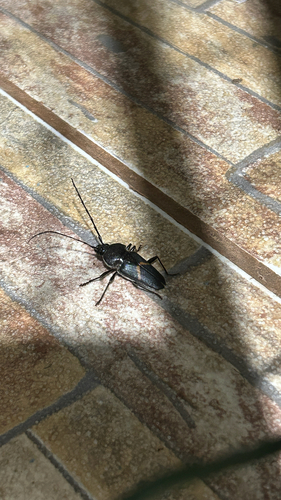 Megaderus stigma