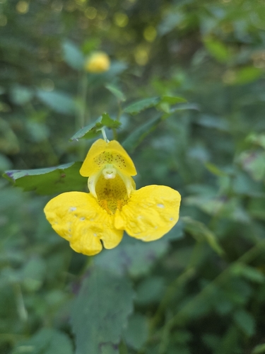 pale jewelweed