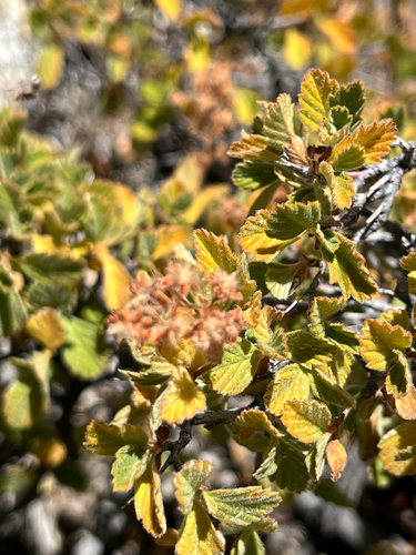 iNaturalist observation photo of Ocean spray