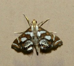 Chrysendeton medicinalis