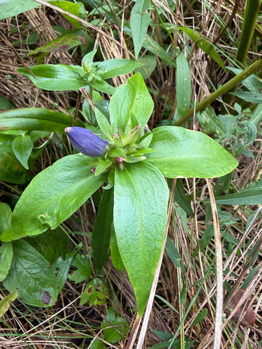Gentiana andrewsii, photograph 5