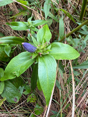 Gentiana andrewsii, photograph author not stated, no rights reserved