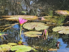 Nymphaea rubra