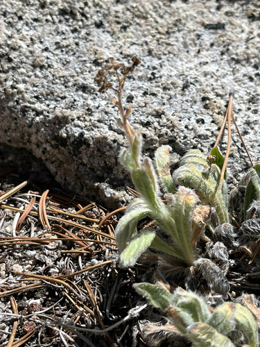 iNaturalist observation photo of Prickly Hawkweed