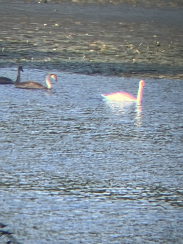 Mute Swan observed by bluekirby