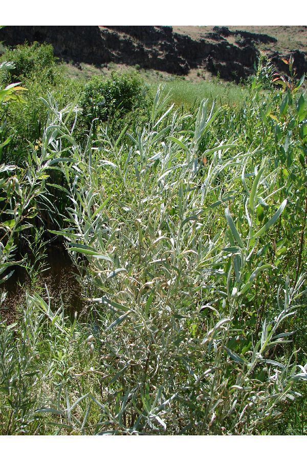 narrowleaf willow (Trees & Shrubs of the Sunol Region BioBlitz
