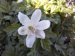 Anemonoides amurensis