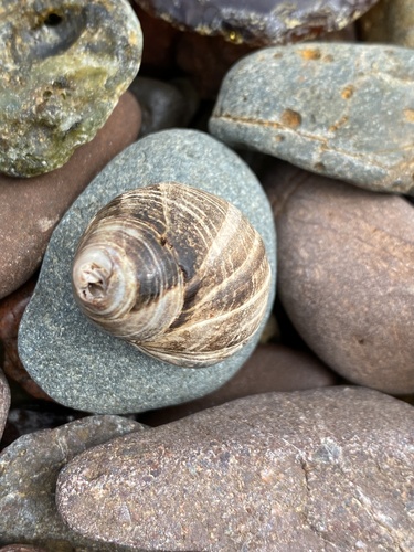 Common Periwinkle