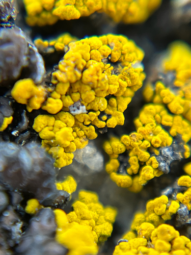 iNaturalist observation photo of Goldspeck Lichens