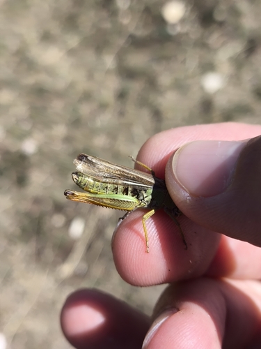 Ladder Grasshopper