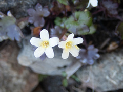 Romanzoffia sitchensis