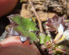 Romanzoffia sitchensis