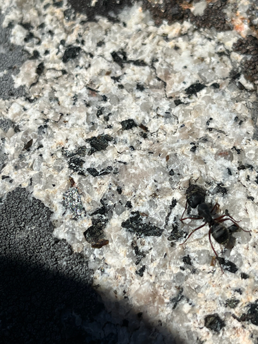 iNaturalist observation photo of Western Black Carpenter Ant