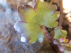 Romanzoffia sitchensis