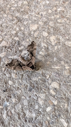 Twin-spotted Sphinx
