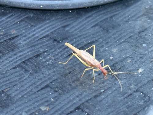 Two-spotted Tree Cricket
