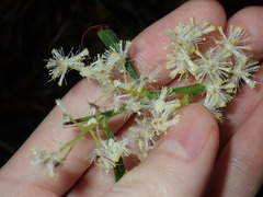 Acacia suaveolens