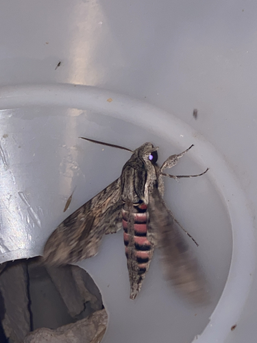 Convolvulus Hawkmoth