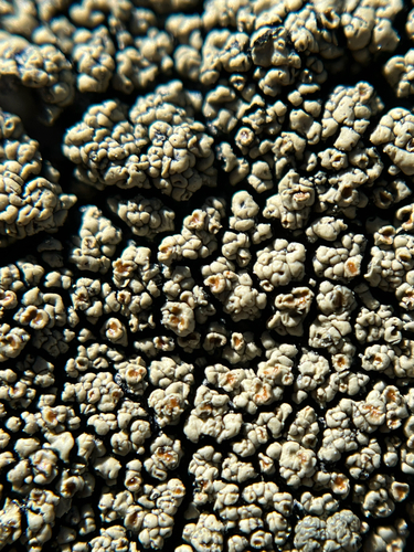 iNaturalist observation photo of Rimmed Navel Lichens