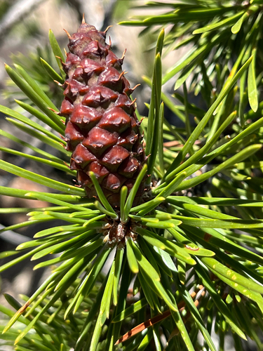 iNaturalist observation photo of Sierra Lodgepole Pine