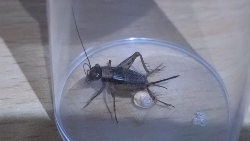 Wood Cricket