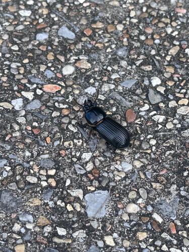 Horned Passalus Beetle