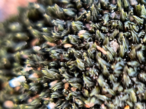 iNaturalist observation photo of Mosses
