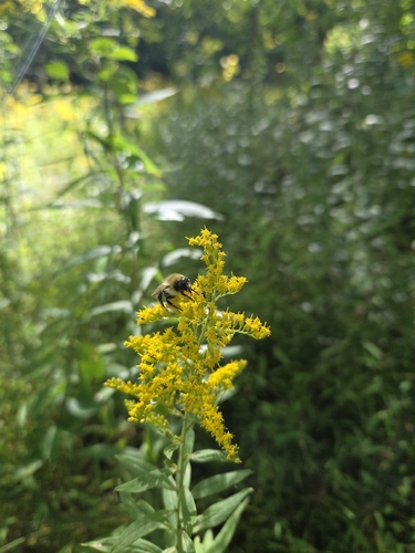 Common Eastern Bumble Bee
