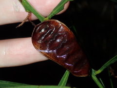 Acacia suaveolens